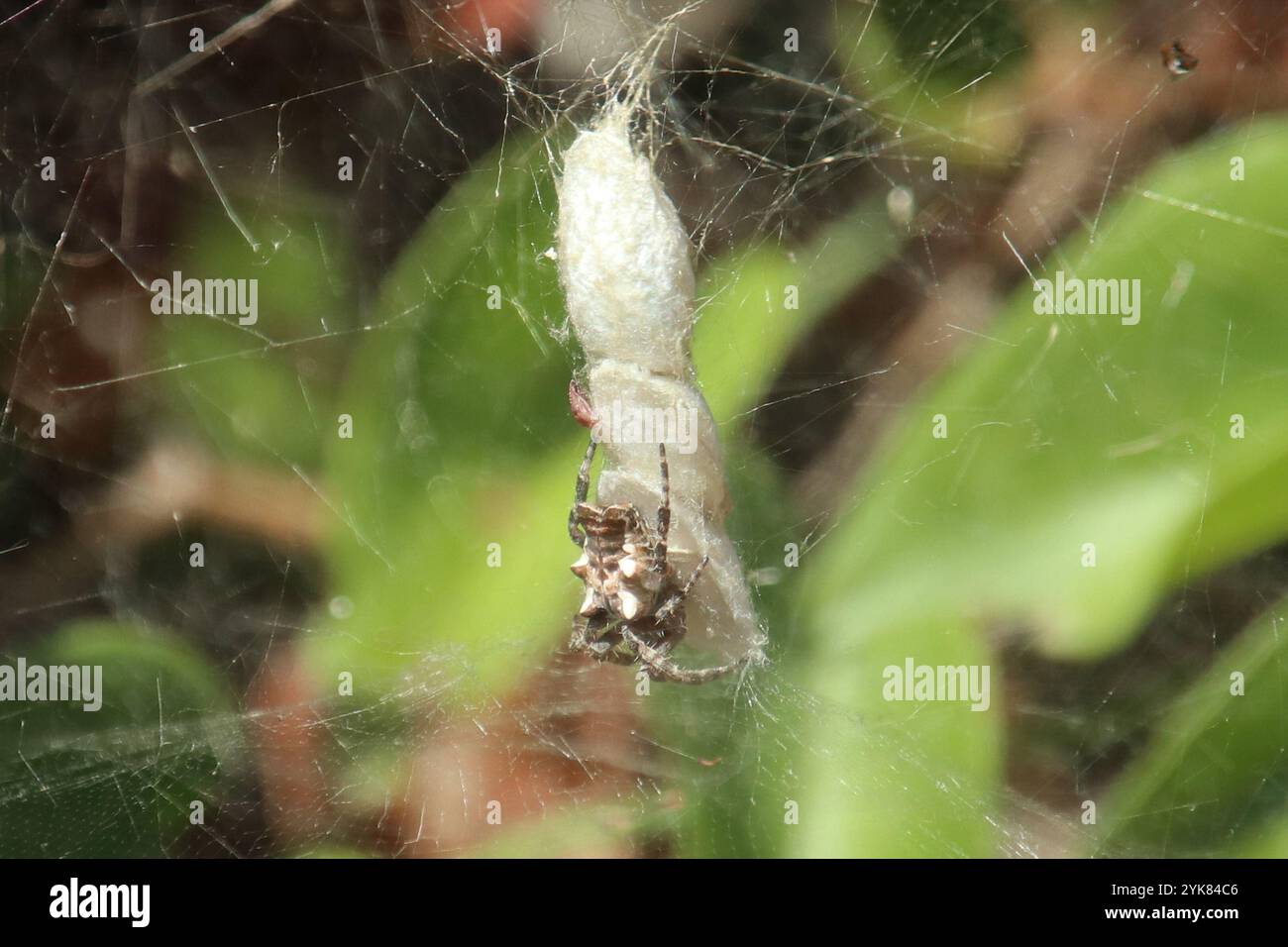 Tropical Tent-web Spider (Cyrtophora citricola Stock Photo - Alamy