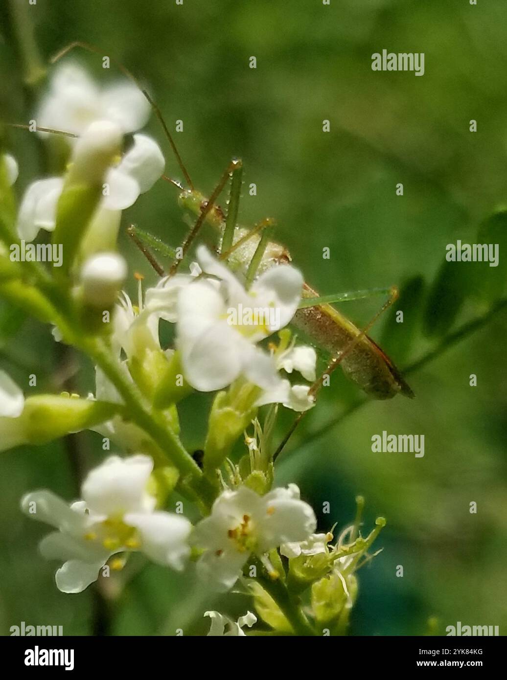 Pale green assassin bug zelus luridus hi-res stock photography and ...