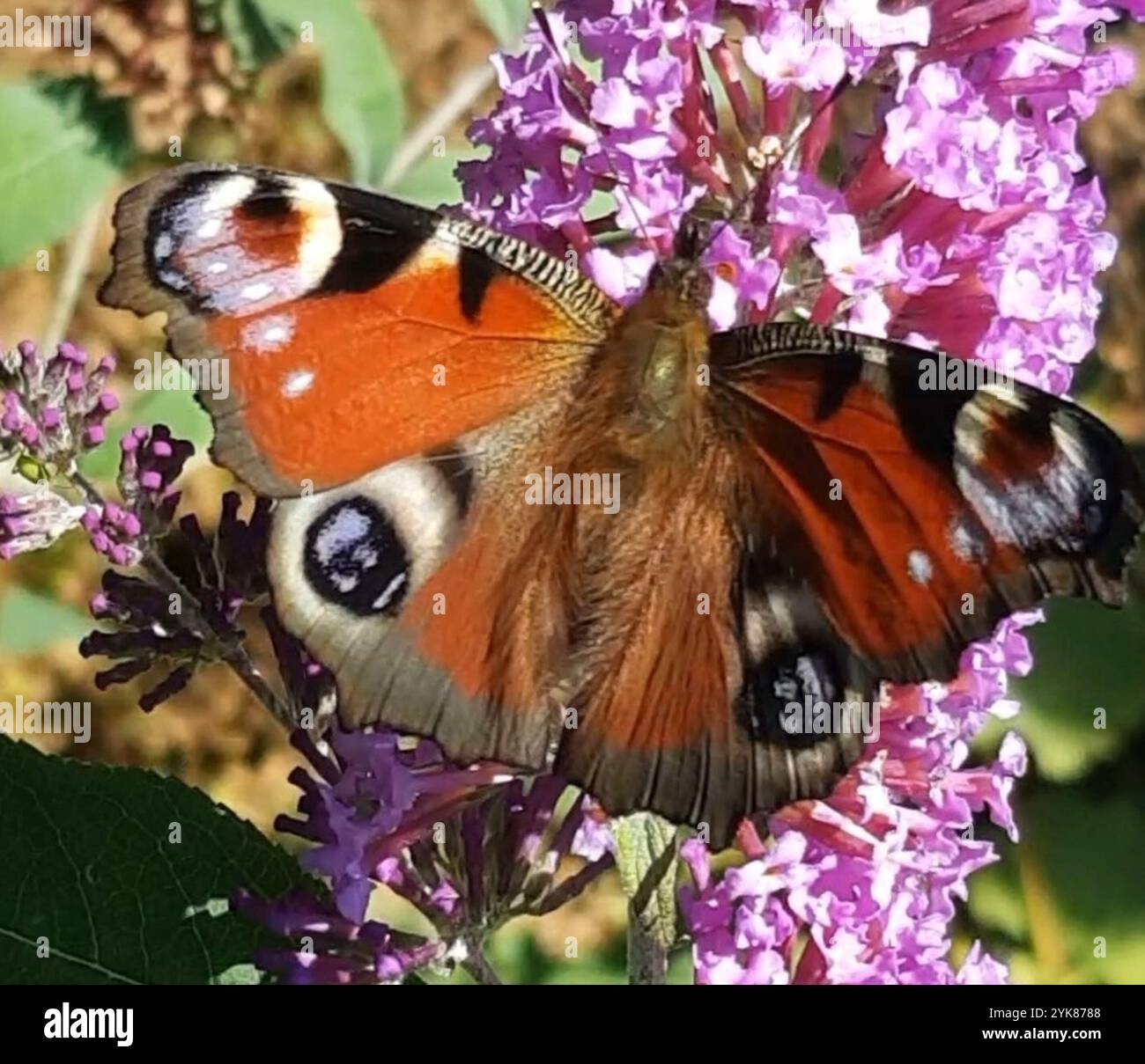 European Peacock Butterfly (Aglais io Stock Photo - Alamy