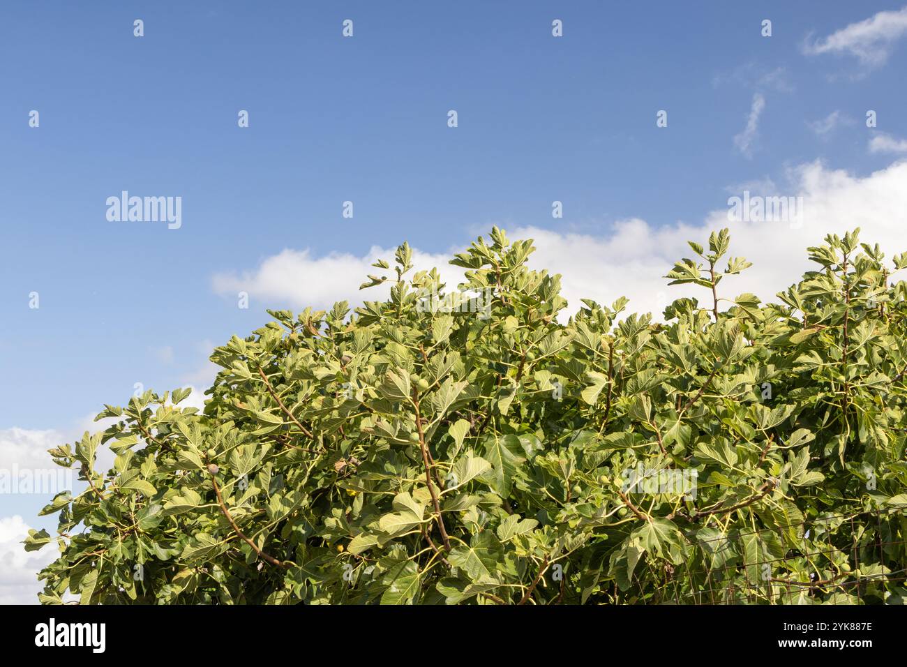 Unripe fruits fig tree hi-res stock photography and images - Alamy