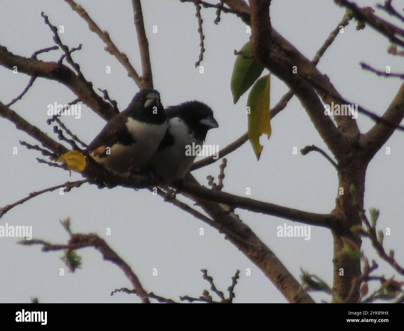 Magpie Mannikin (Spermestes fringilloides) Stock Photo