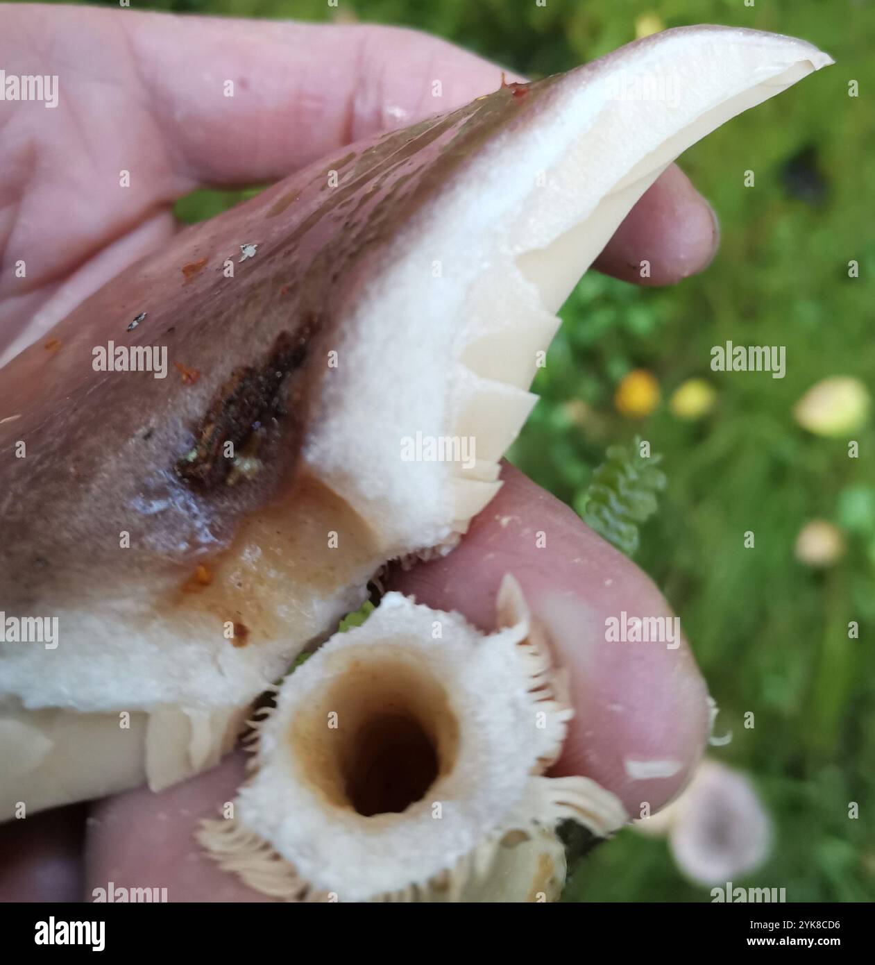 tacked milkcap (Lactarius trivialis Stock Photo - Alamy