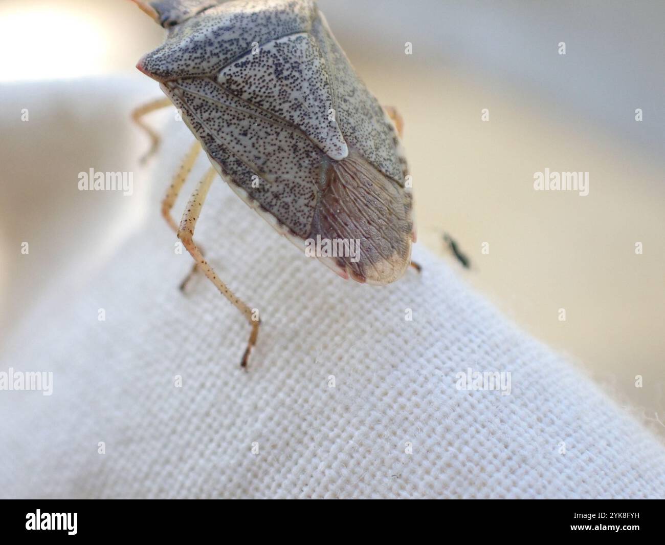 Shield Shell Stink Bug Stink Bugs, Shield Bugs, and Allies (Pentatomoidea Stock Photo - Alamy
