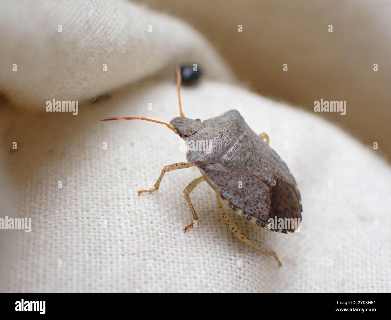 Brown Stink Bugs (Euschistus Stock Photo - Alamy