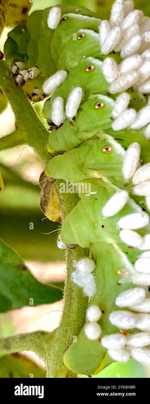 Hornworm Parasitoid Wasp (Cotesia congregata Stock Photo - Alamy