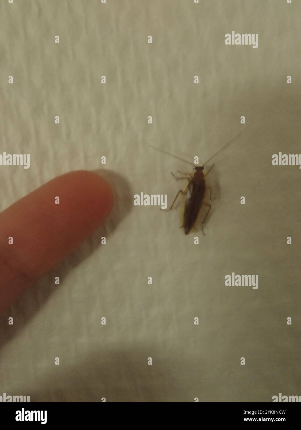 Amber Wood Cockroach (Ectobius vittiventris Stock Photo - Alamy