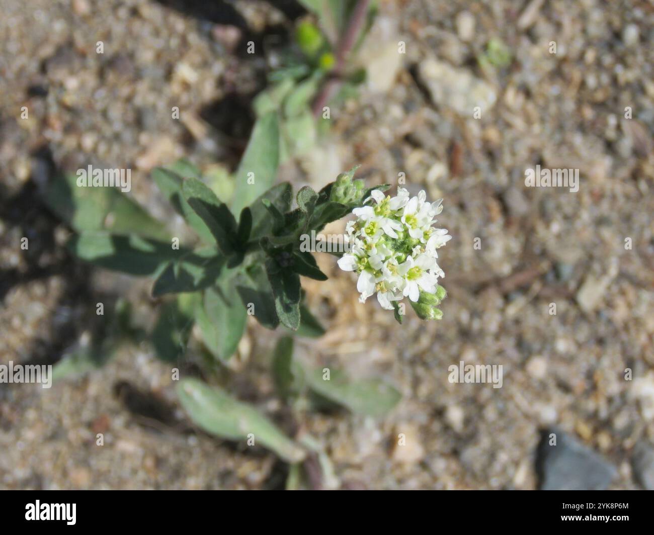 Hoary alyssum hi-res stock photography and images - Alamy