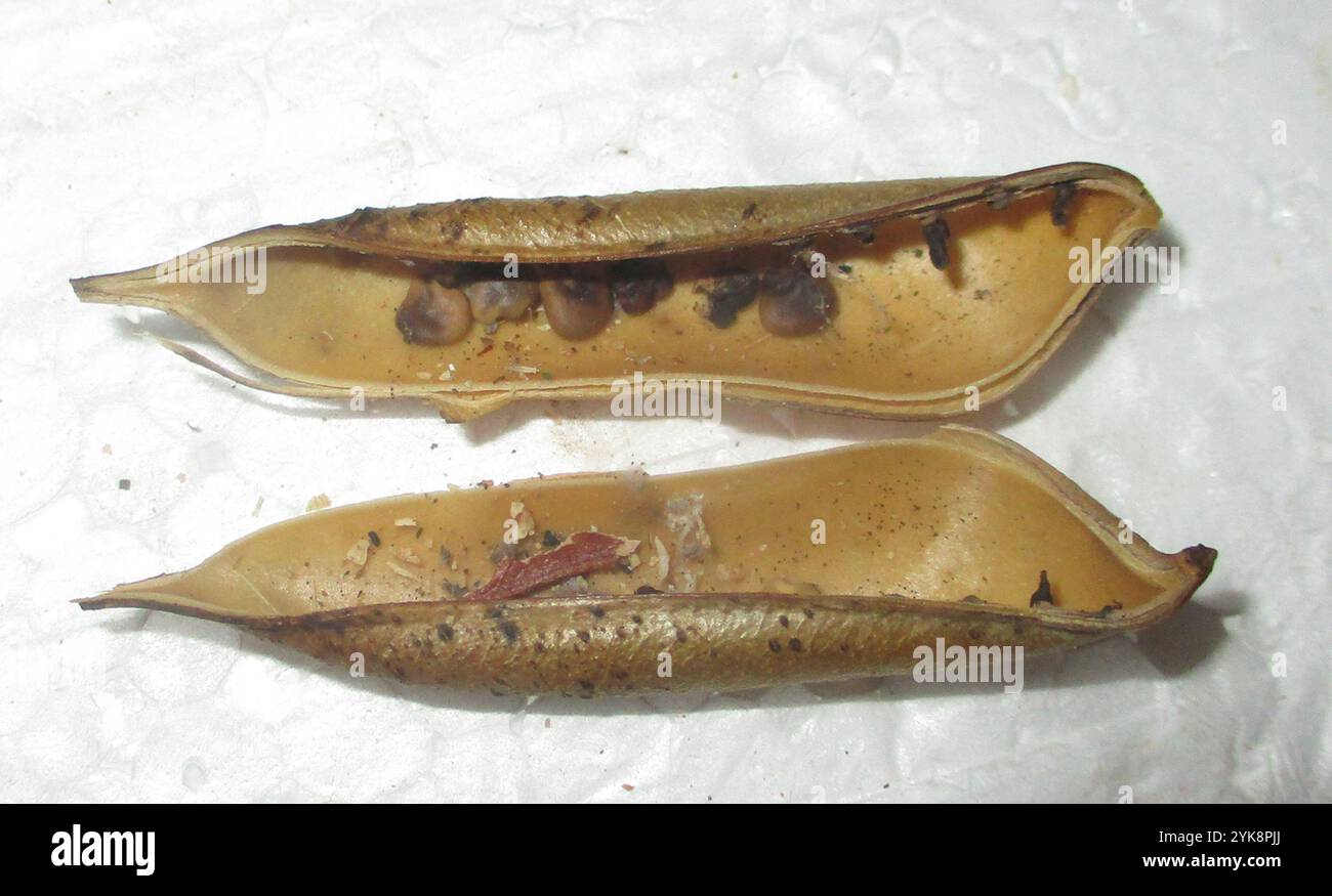 Sea Pod Rattle Rattlepods hi-res stock photography and images - Alamy