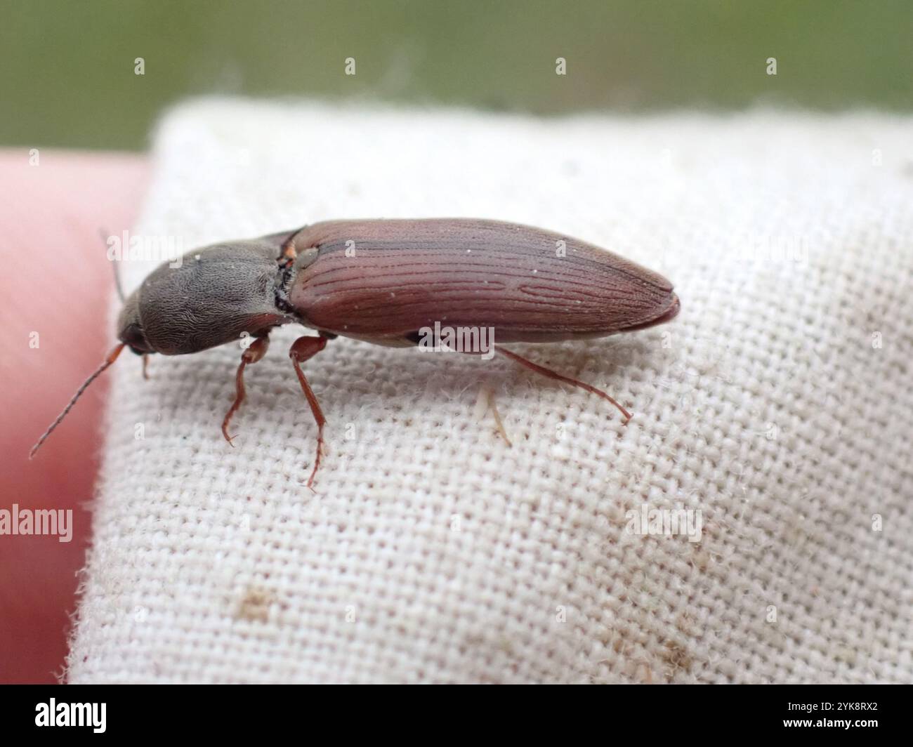 The rusty click beetle hi-res stock photography and images - Alamy