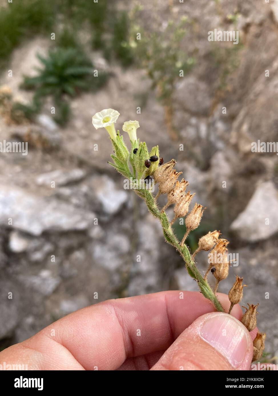 desert tobacco desert tobacco (Nicotiana obtusifolia Stock Photo