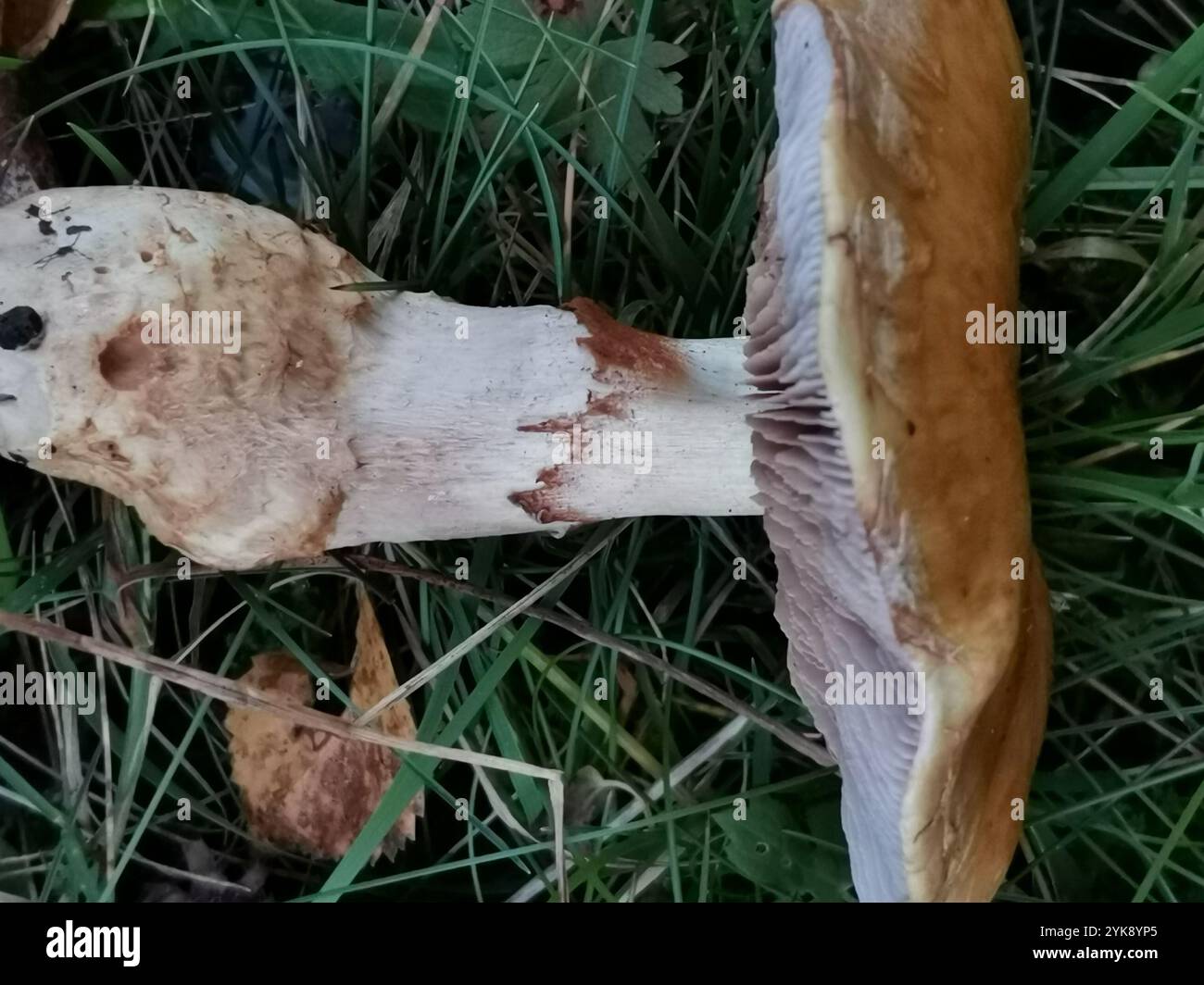 Red Banded Webcap Red banded webcap hi-res stock photography and images - Alamy
