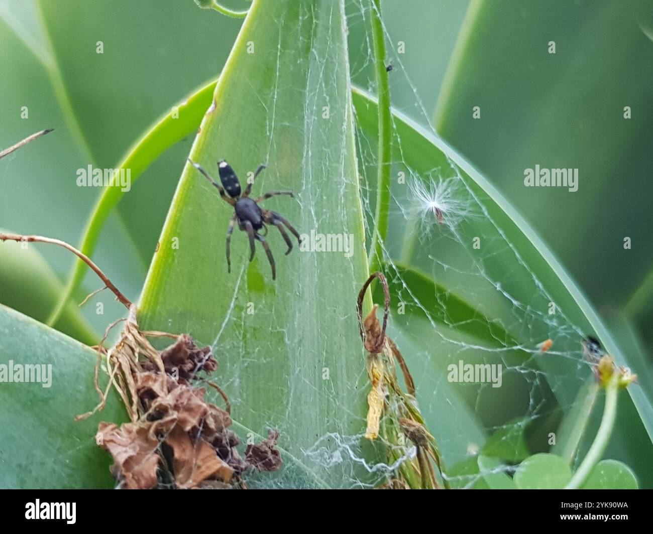White-tailed Spiders (Lampona Stock Photo - Alamy