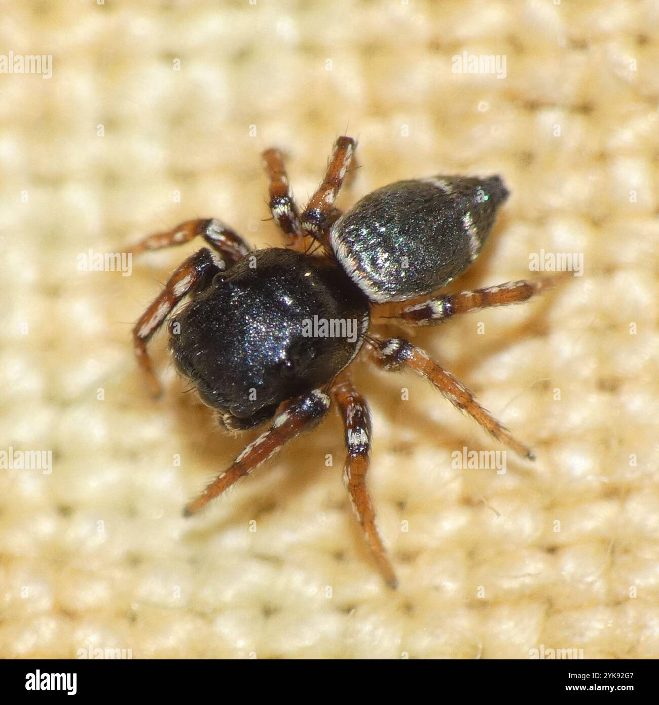 Sun Jumping Spiders (Heliophanus Stock Photo - Alamy