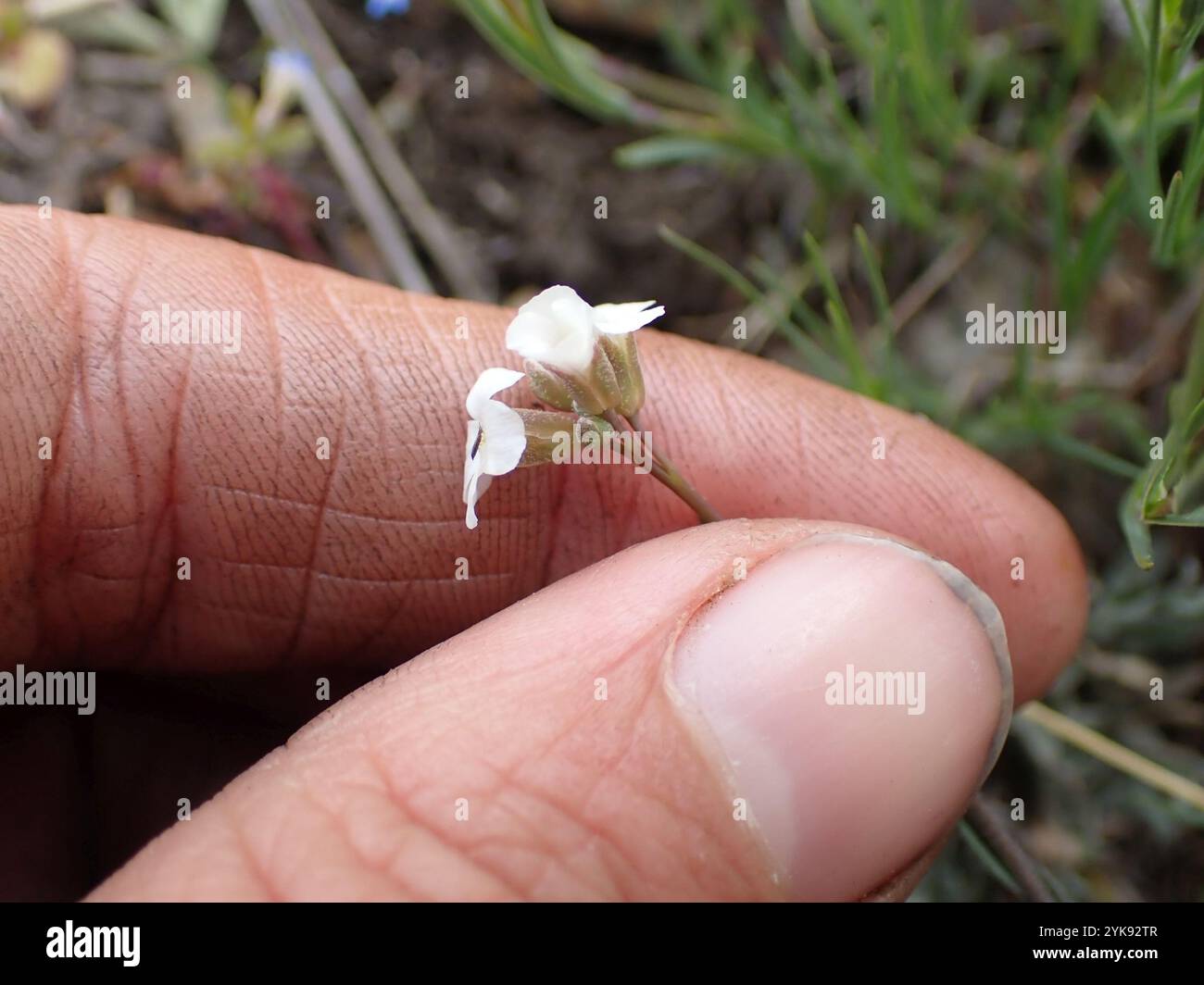 drummond's rockcress (Boechera stricta Stock Photo - Alamy