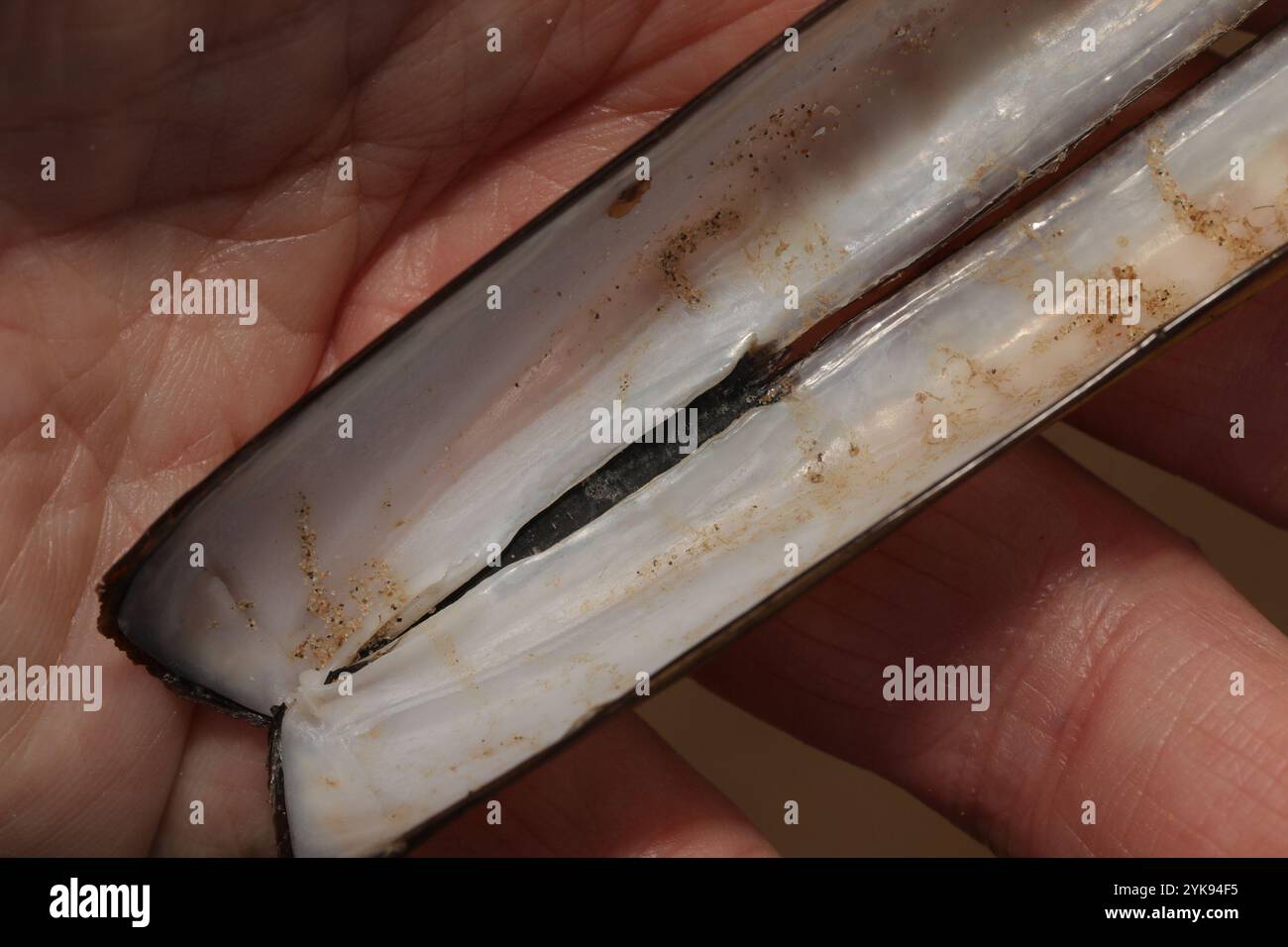 Atlantic Jackknife (Ensis leei Stock Photo - Alamy