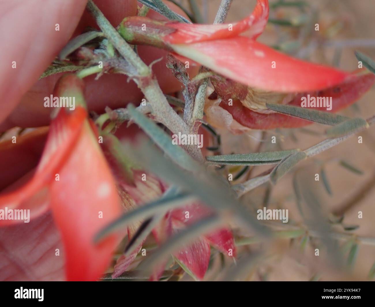 cancer bush (Lessertia frutescens Stock Photo - Alamy