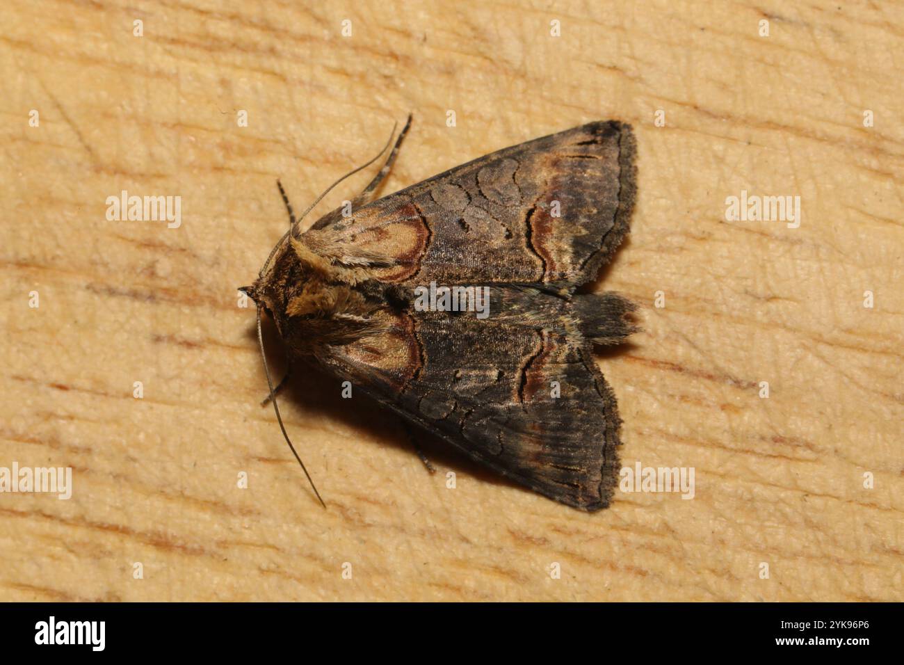 Spectacle Moth Dark Spectacle (Abrostola triplasia Stock Photo - Alamy