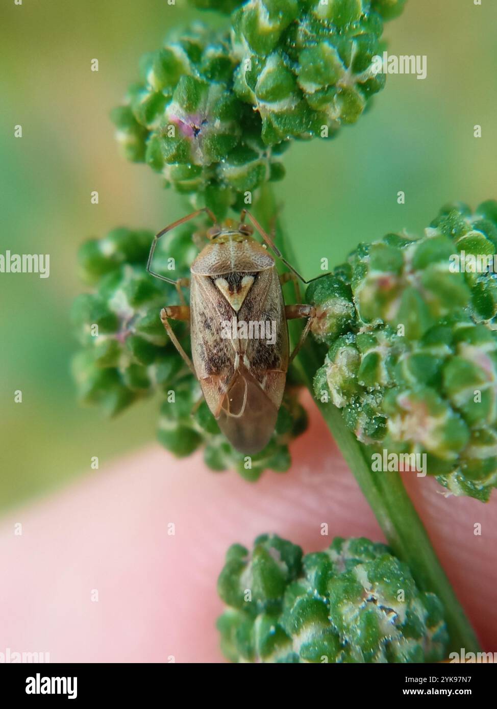 Tarnished plant bug lygus bug hi-res stock photography and images - Alamy