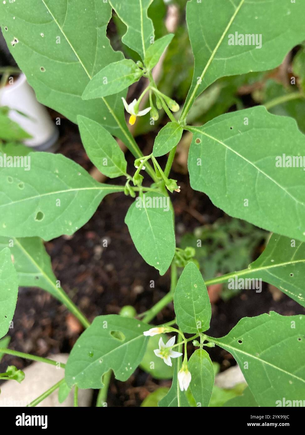 eastern black nightshade (Solanum emulans Stock Photo - Alamy
