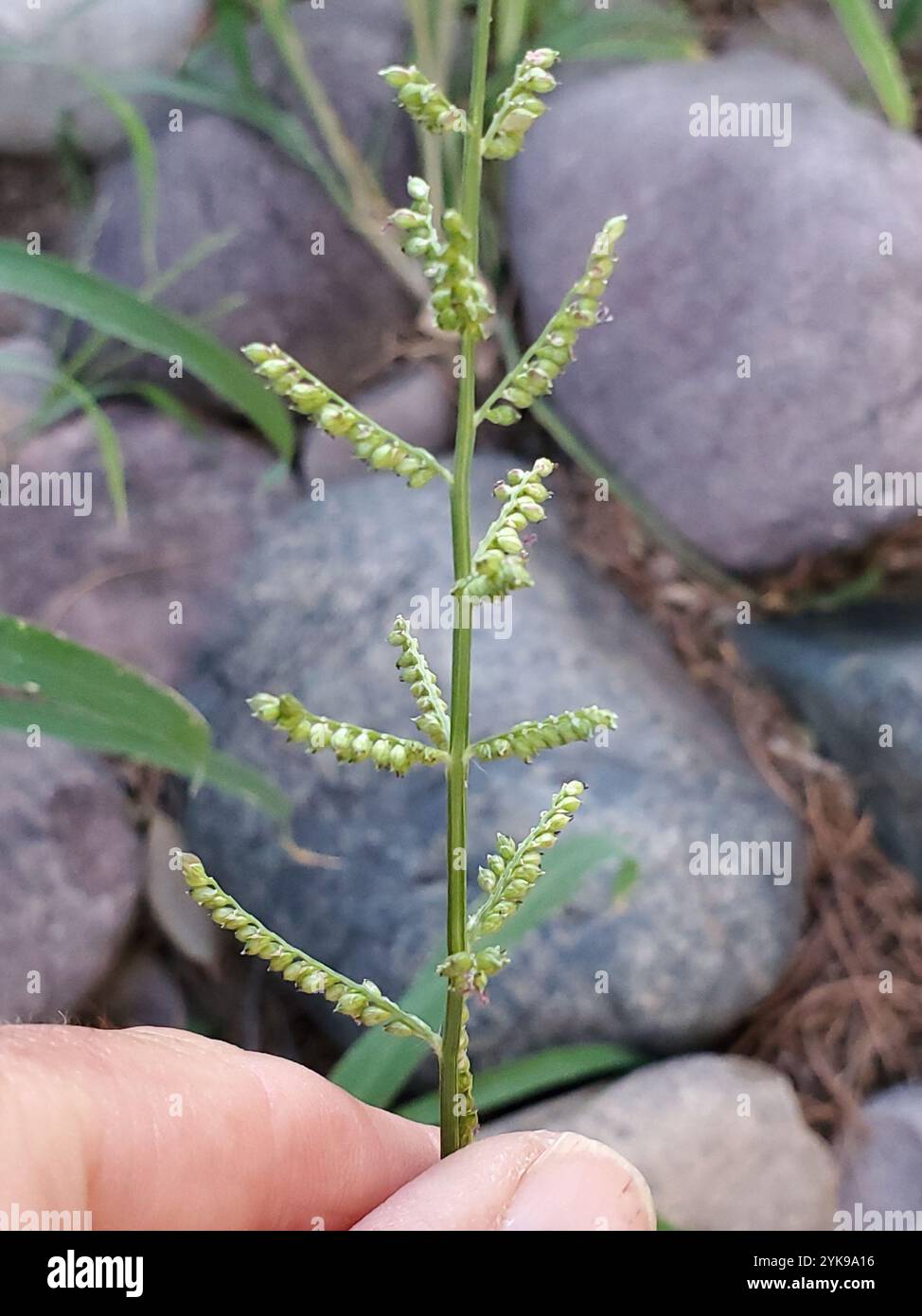 Jungle Rice (Echinochloa colonum Stock Photo - Alamy
