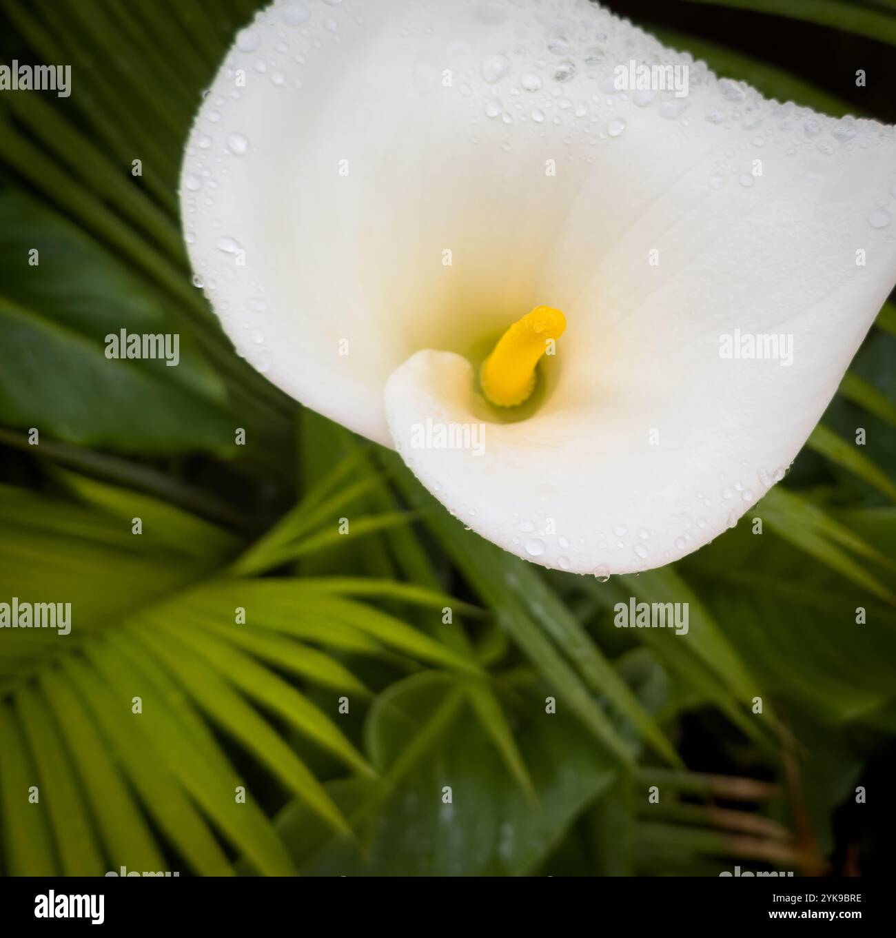 Beautiful white Calla Lily flower with rain drops on it in shallow ...