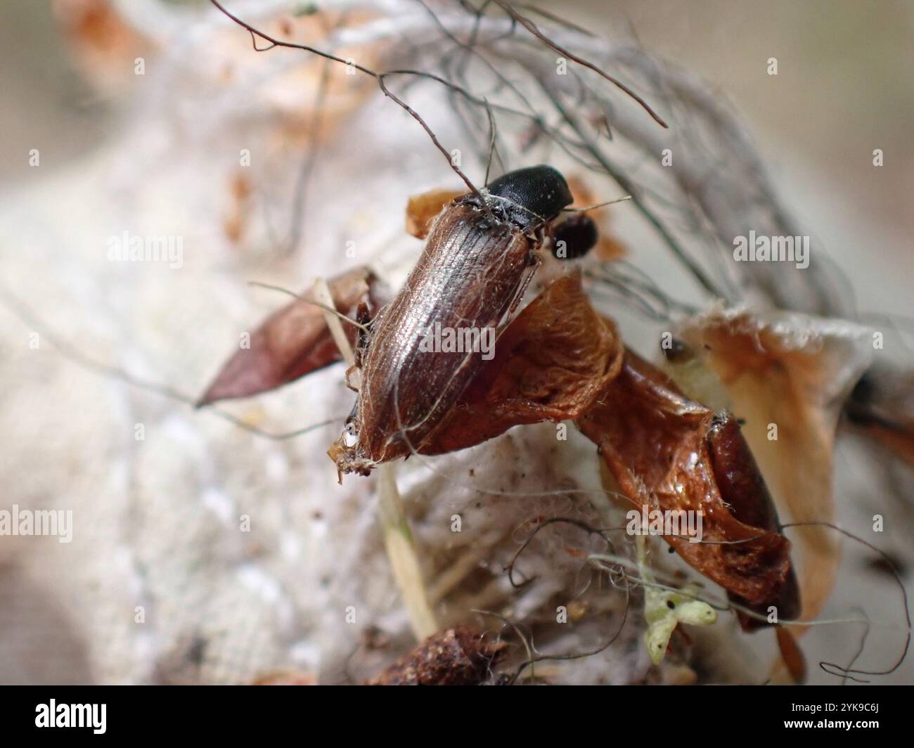 Click Beetles (Elateridae Stock Photo - Alamy