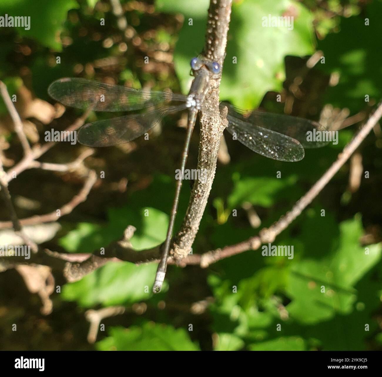 Spotted Spreadwing (Lestes congener Stock Photo - Alamy