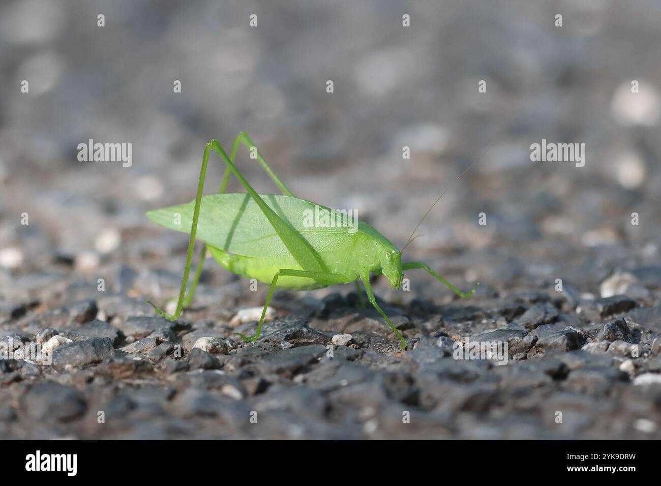 Oblong-winged Katydid (Amblycorypha oblongifolia Stock Photo - Alamy