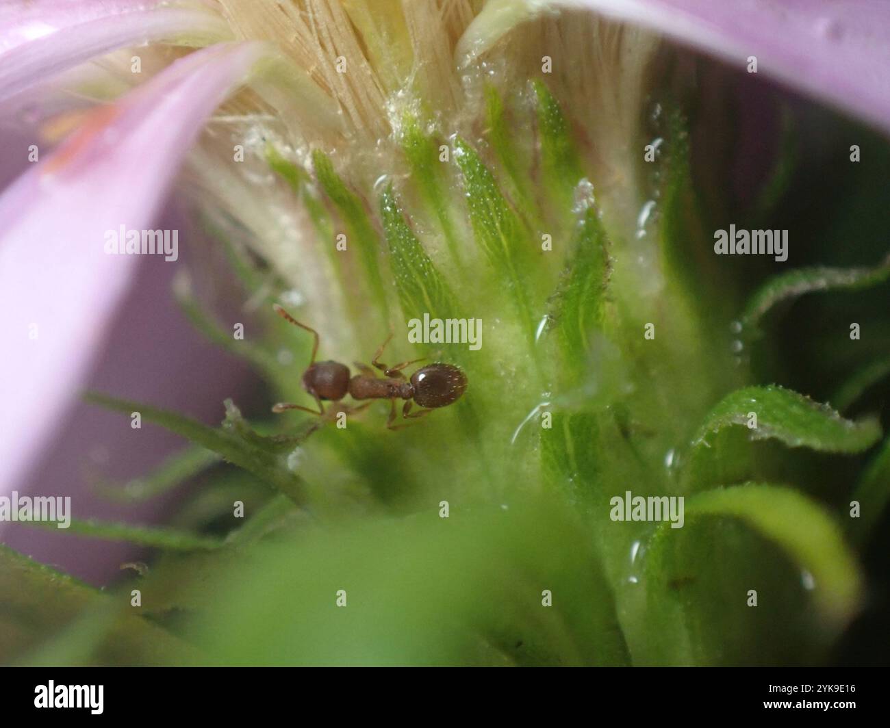 Acorn Ants and Allies (Temnothorax) Stock Photo