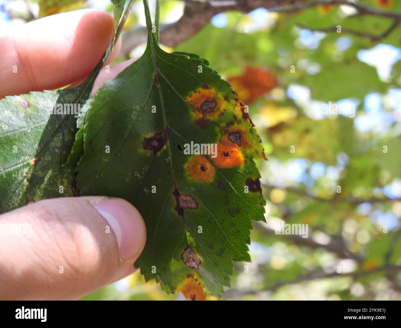 chaco juniper rust