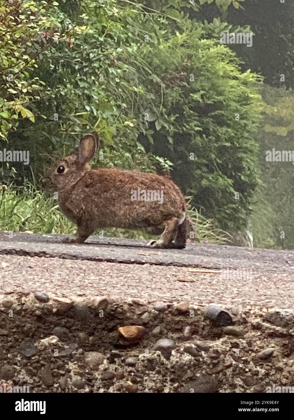 Brush Rabbit (Sylvilagus bachmani Stock Photo - Alamy