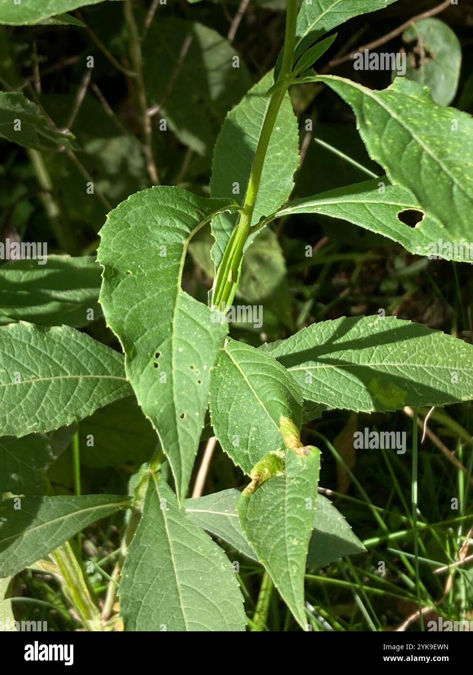 White Wingstem Wingstem (Verbesina alternifolia Stock Photo - Alamy