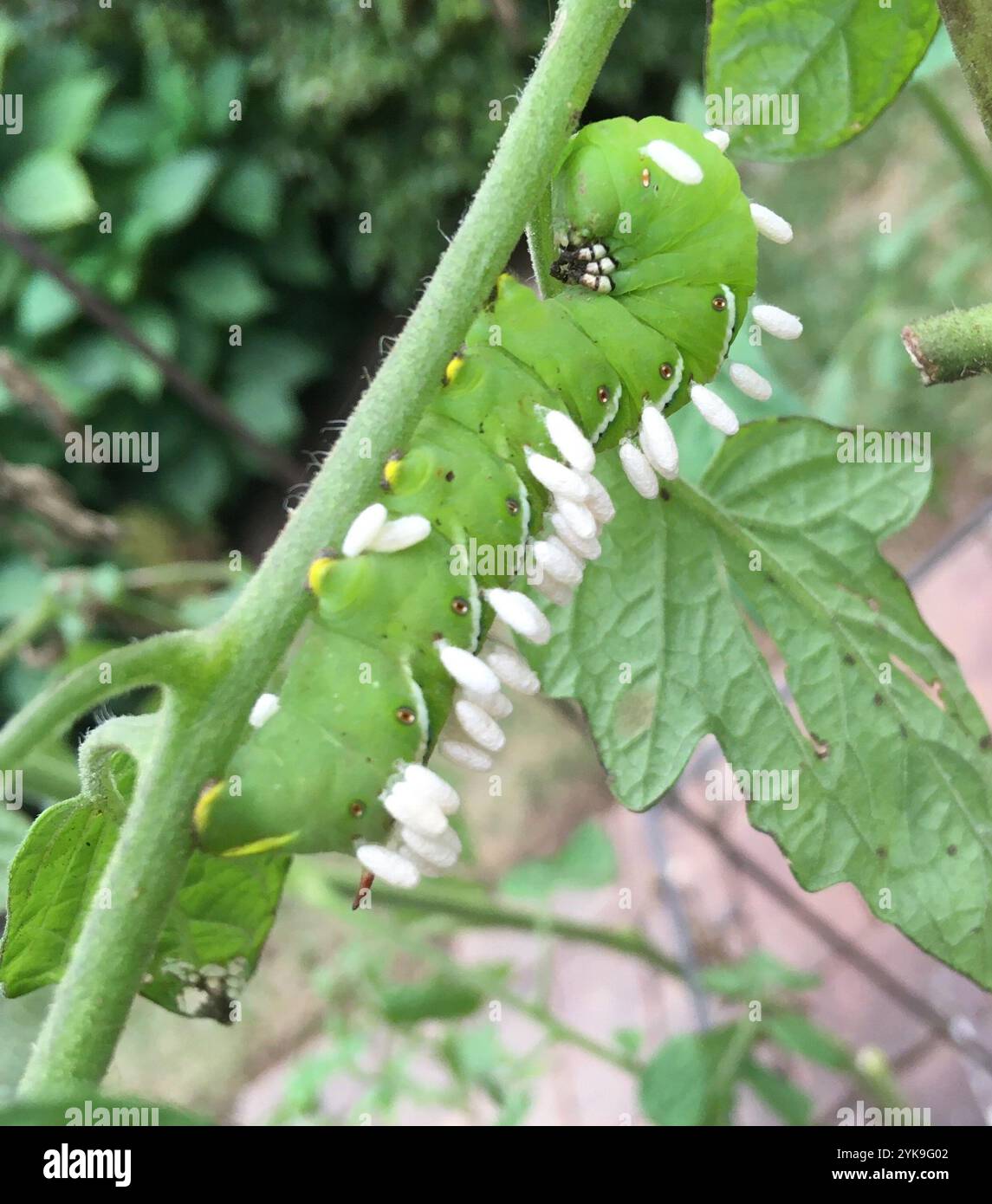 Hornworm Parasitoid Wasp (Cotesia congregata Stock Photo - Alamy