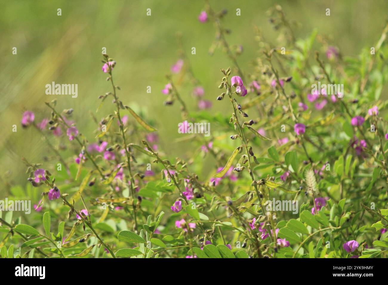 Tephrosia purpurea hi-res stock photography and images - Alamy