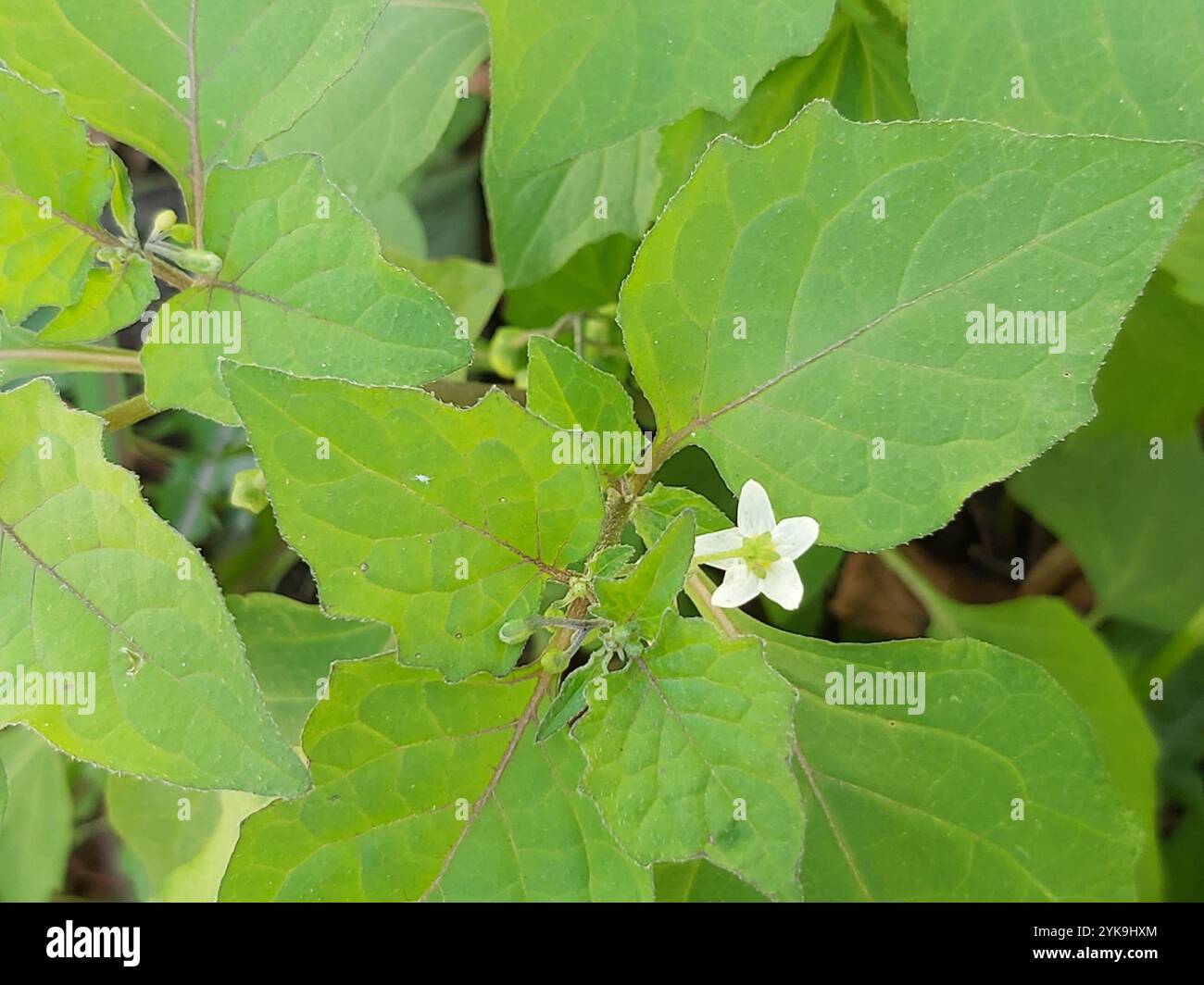black nightshade (Solanum nigrum Stock Photo - Alamy