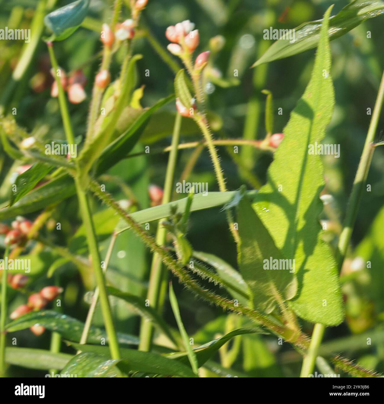 halberd-leaved tearthumb (Persicaria arifolia Stock Photo - Alamy