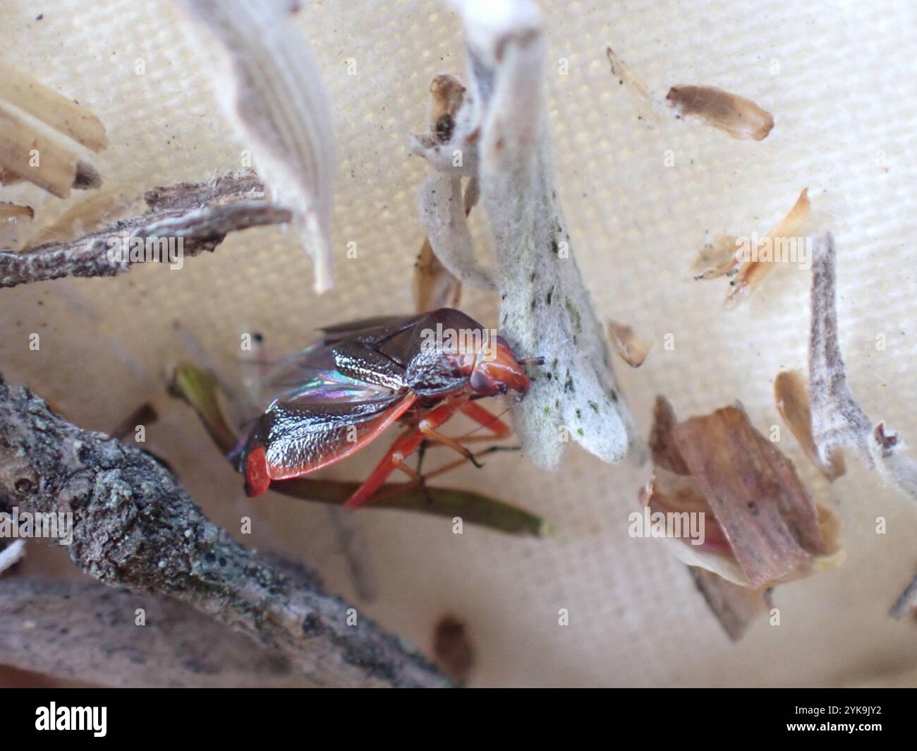 Plant Bugs (Miridae Stock Photo - Alamy