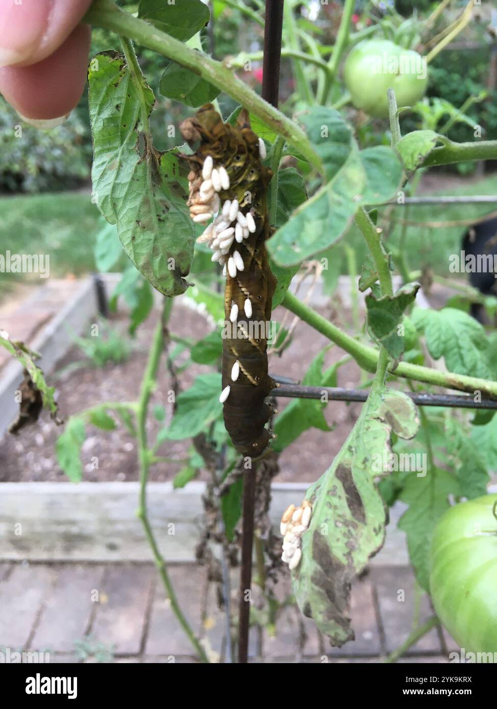 Hornworm Parasitoid Wasp (Cotesia congregata Stock Photo - Alamy