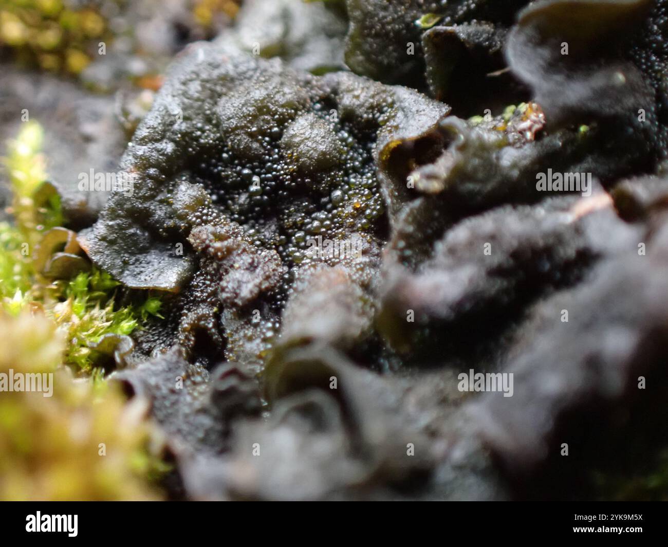 Lathagrium hi-res stock photography and images - Alamy