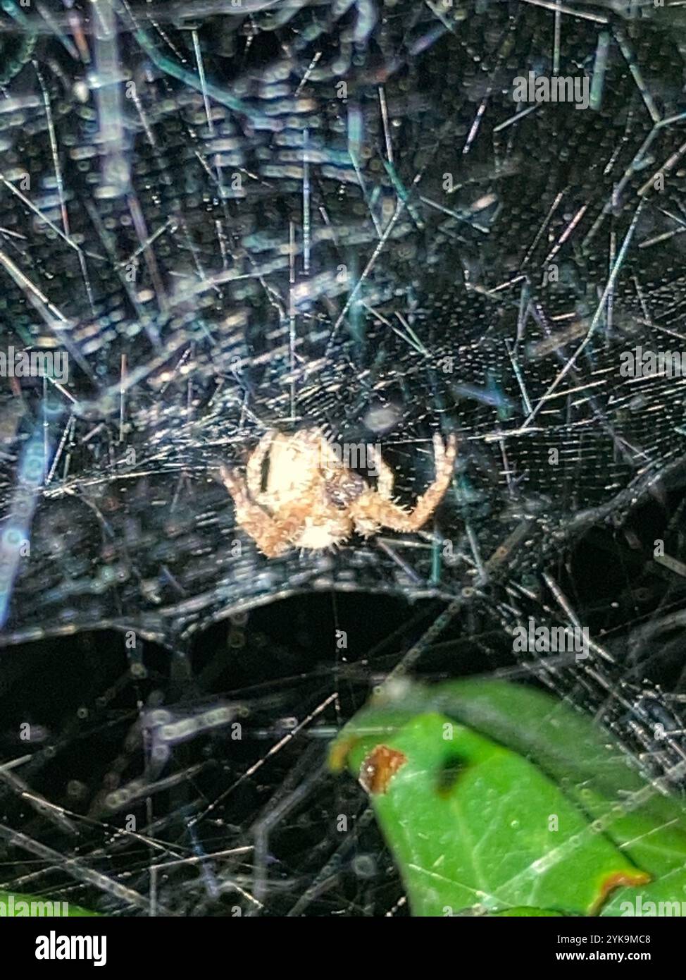 Tropical tent web spider hi-res stock photography and images - Alamy