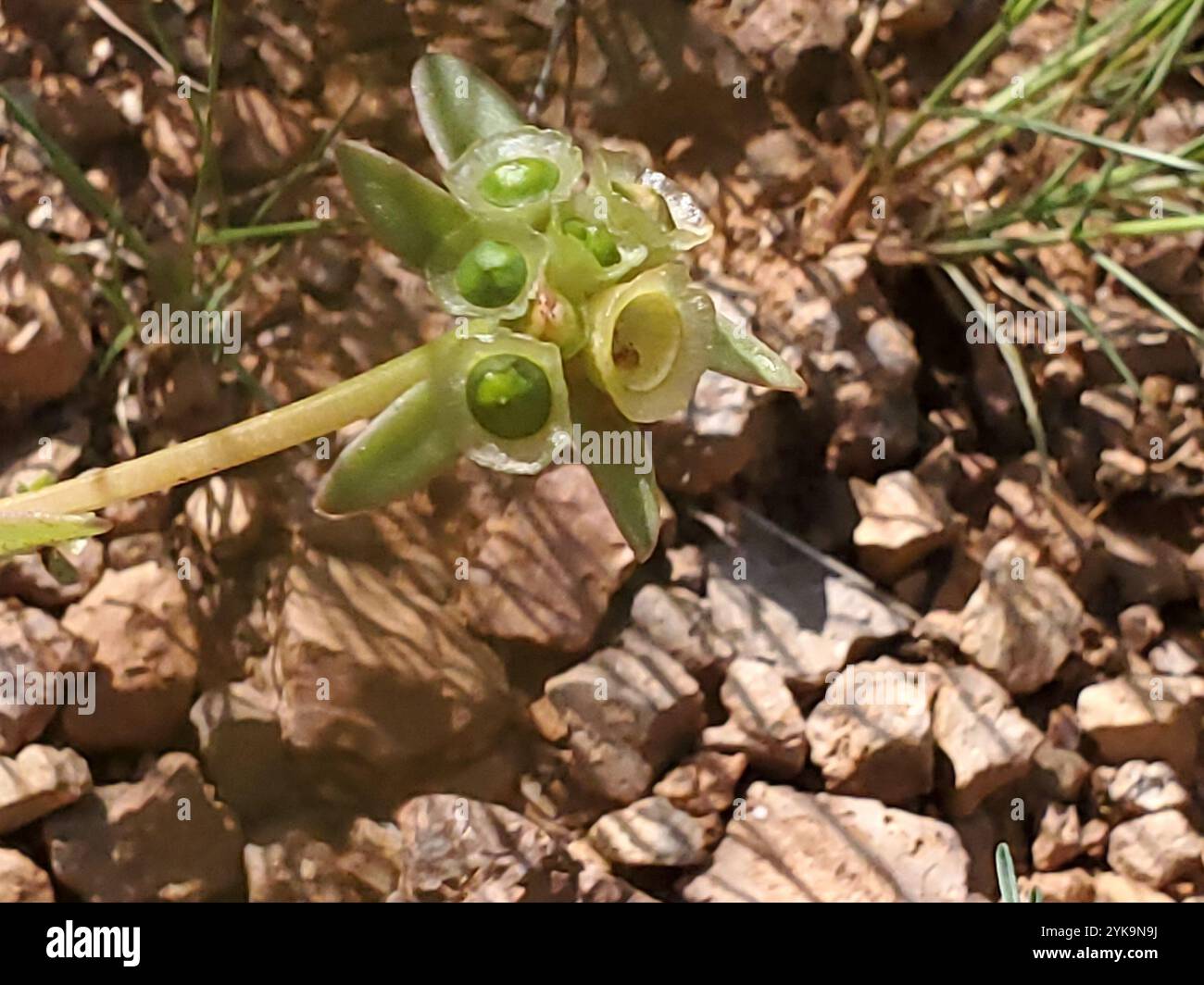 wingpod purslane (Portulaca umbraticola Stock Photo - Alamy