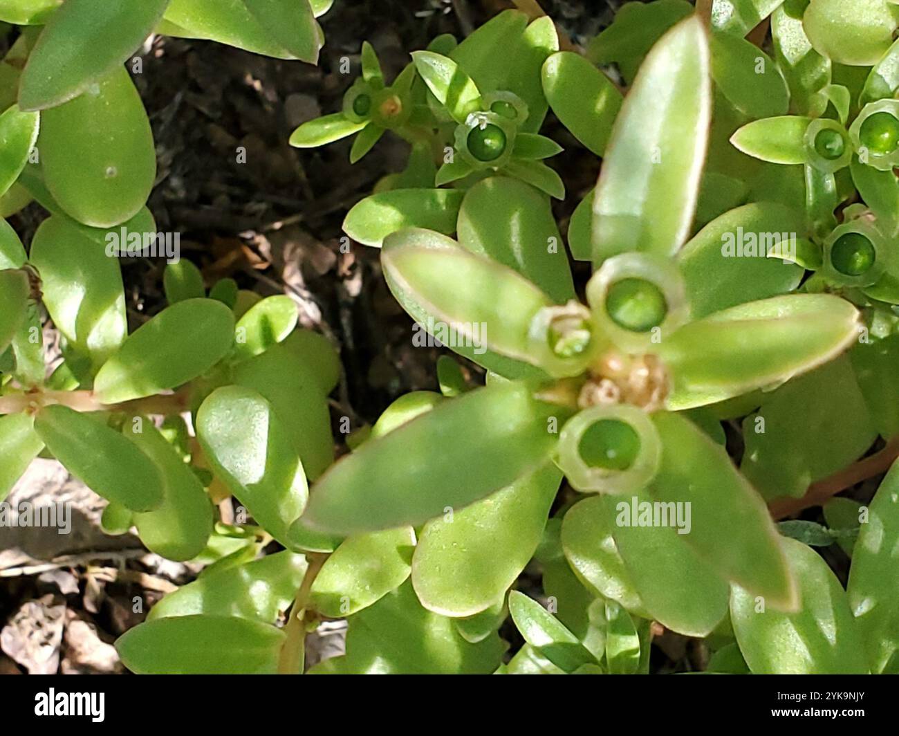 wingpod purslane (Portulaca umbraticola Stock Photo - Alamy