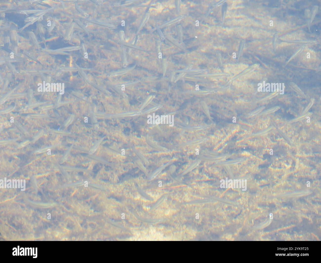 Ray-finned Fishes (Actinopterygii Stock Photo - Alamy