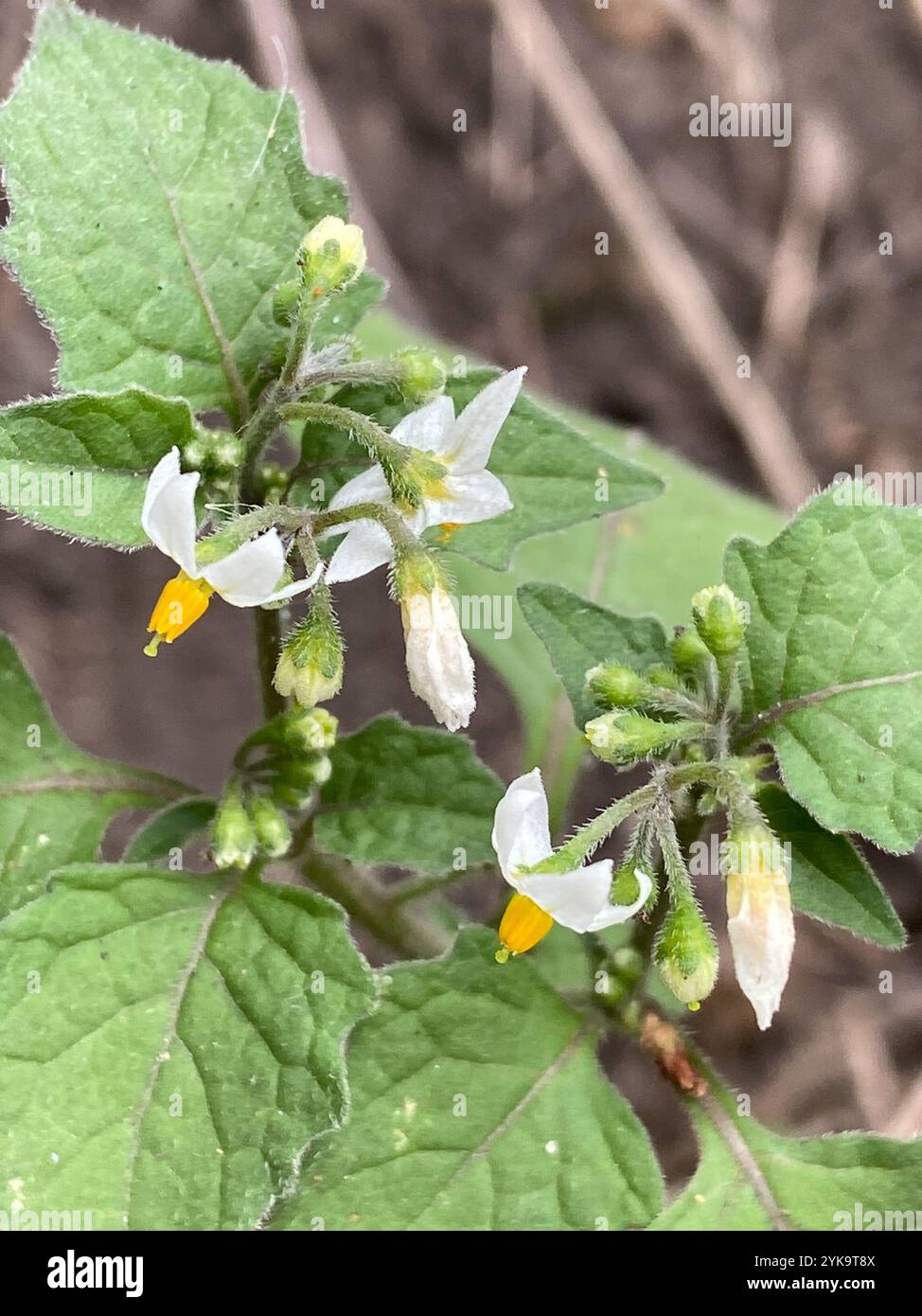 black nightshade (Solanum nigrum Stock Photo - Alamy