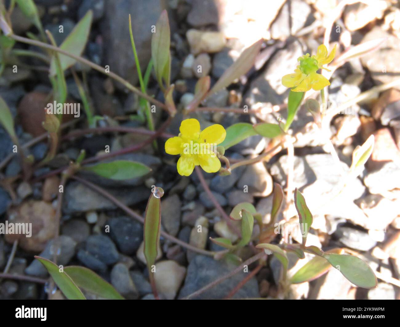 Tiny Yellow Ranunculus Small Yellow Water-crowfoot (Ranunculus gmelinii Stock Photo - Alamy