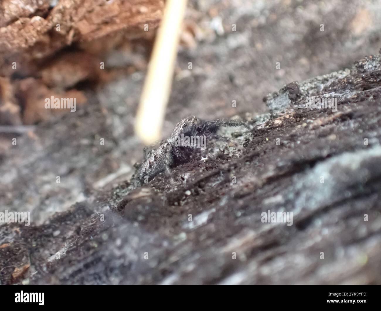 California Flattened Jumping Spider Facts You Need To Know - xau2ja5