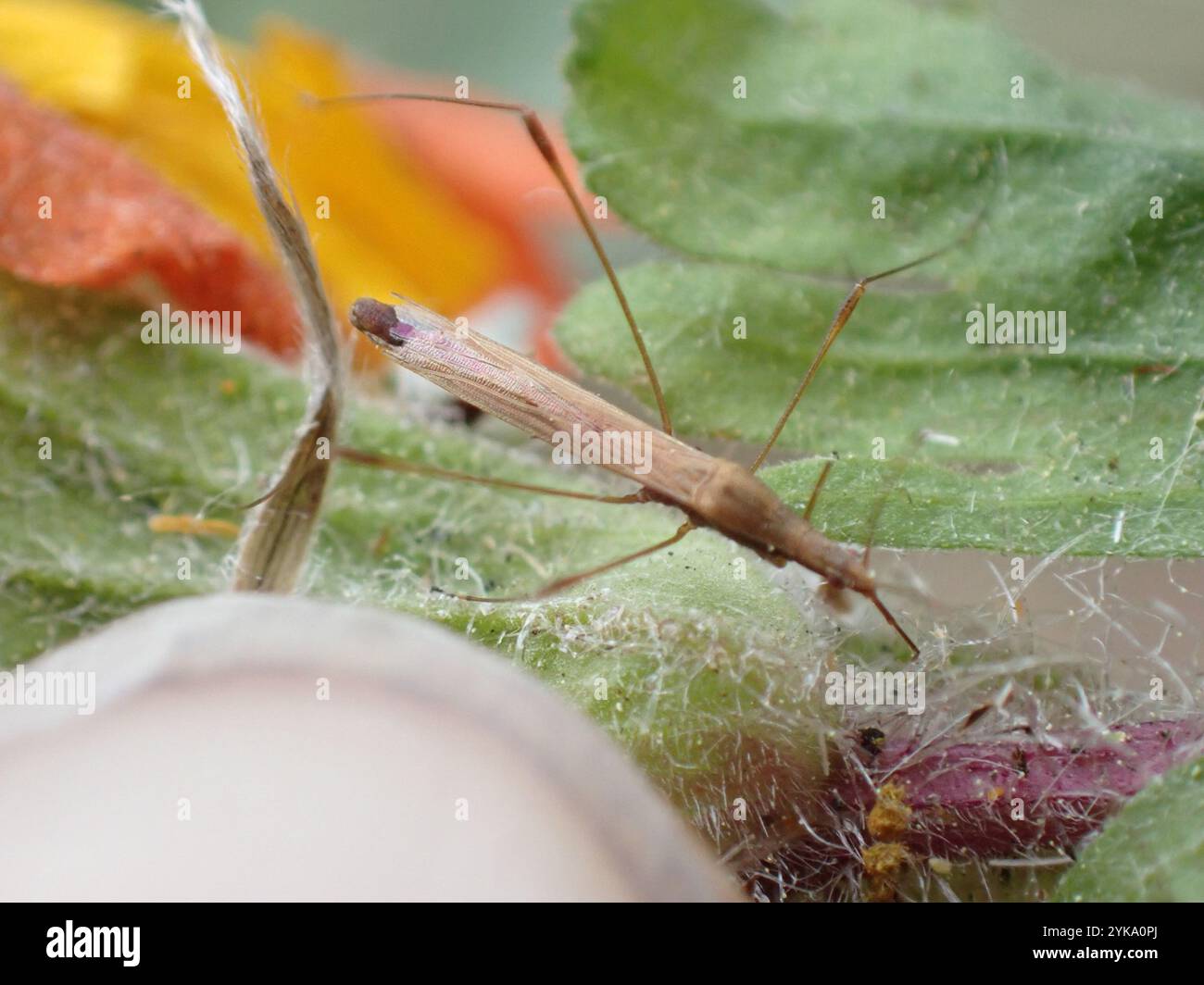 Stilt Bugs (Berytidae Stock Photo - Alamy
