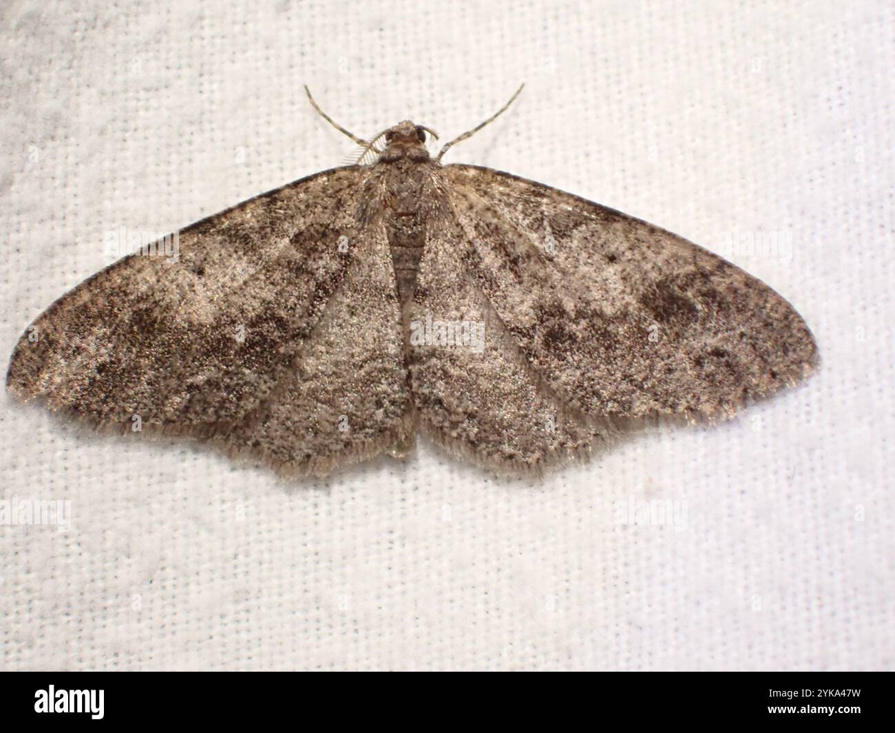 Imitata hi-res stock photography and images - Alamy