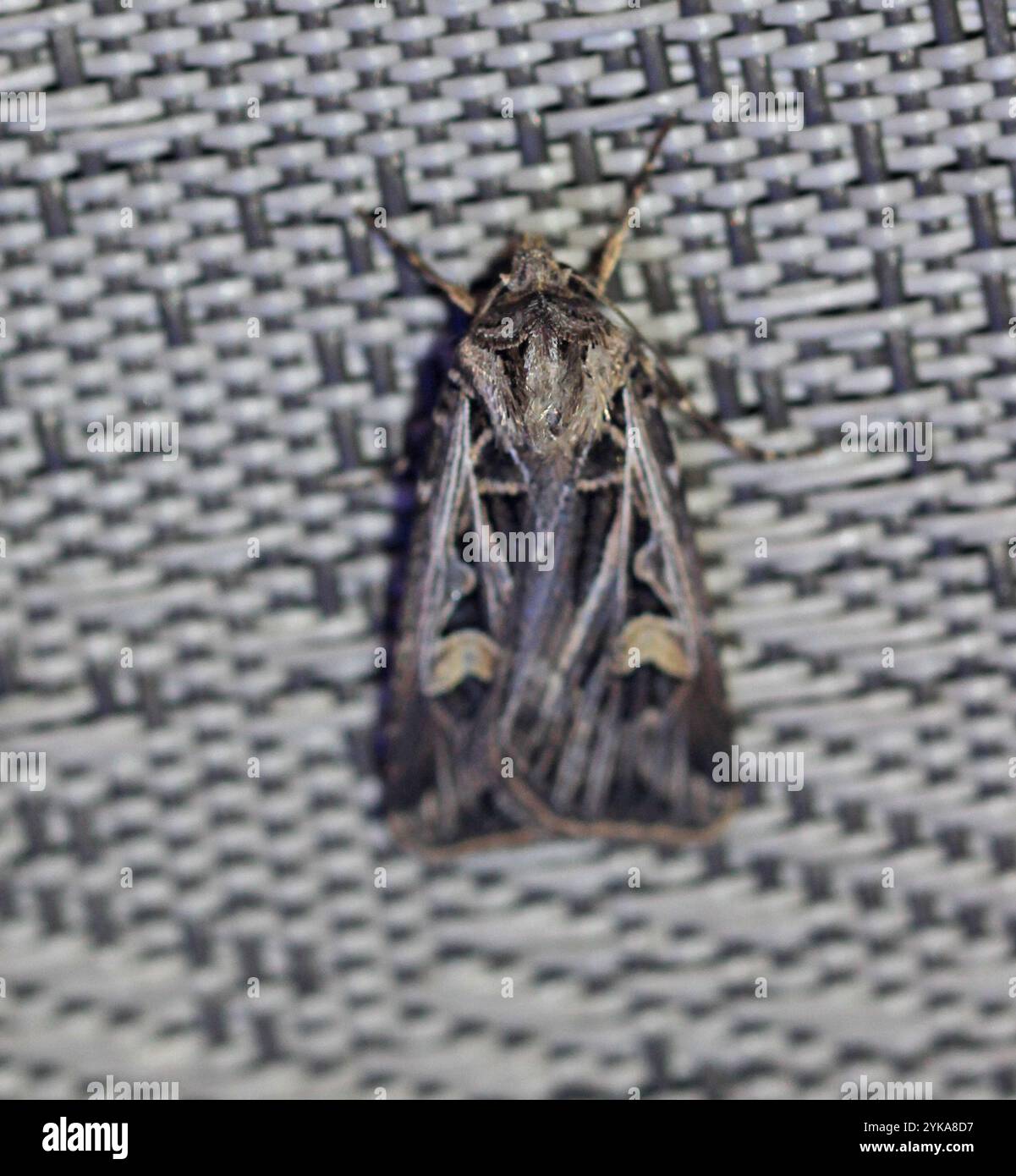 Dingy Insect Dingy Cutworm Moth (Feltia jaculifera Stock Photo - Alamy