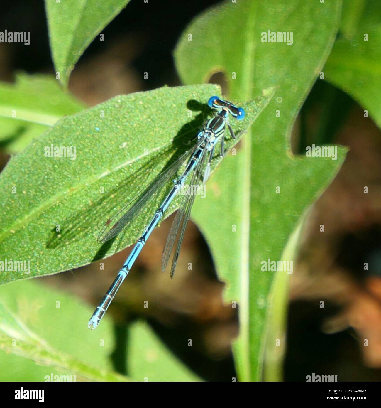 White-legged Damselfly (Platycnemis pennipes Stock Photo - Alamy